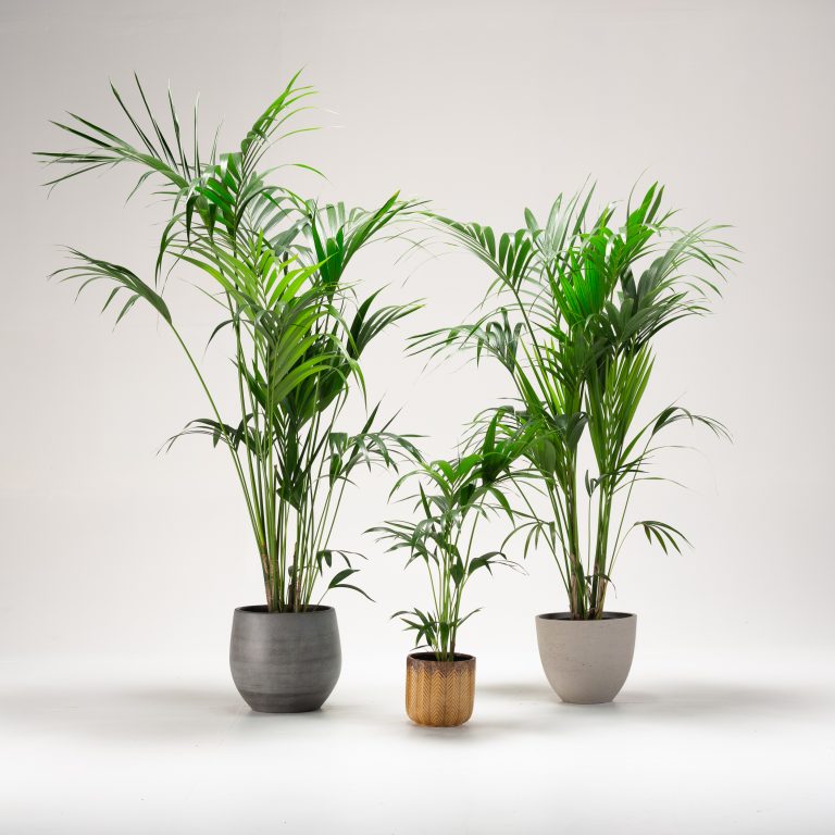 Repotting