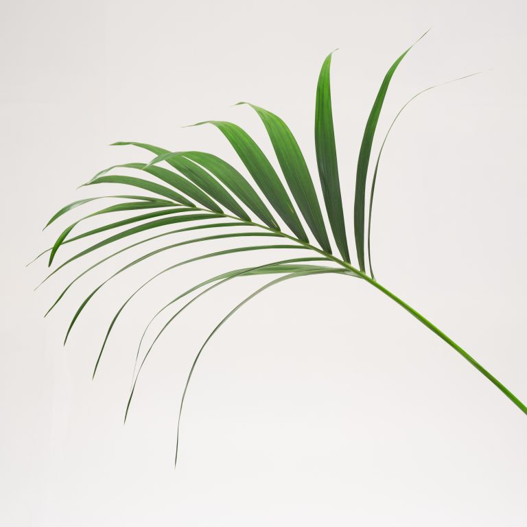 Brown tips on Kentias