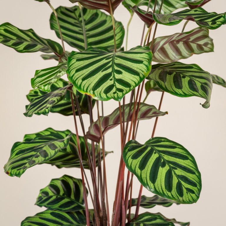 Purple Foliage Undersides