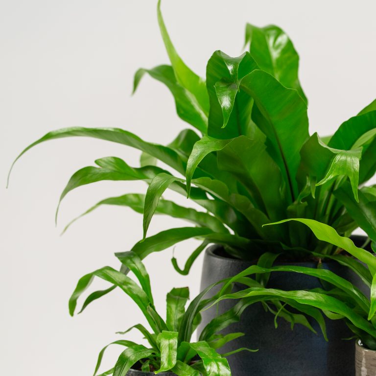 Asplenium antiquum
