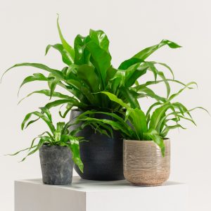 Asplenium antiquum