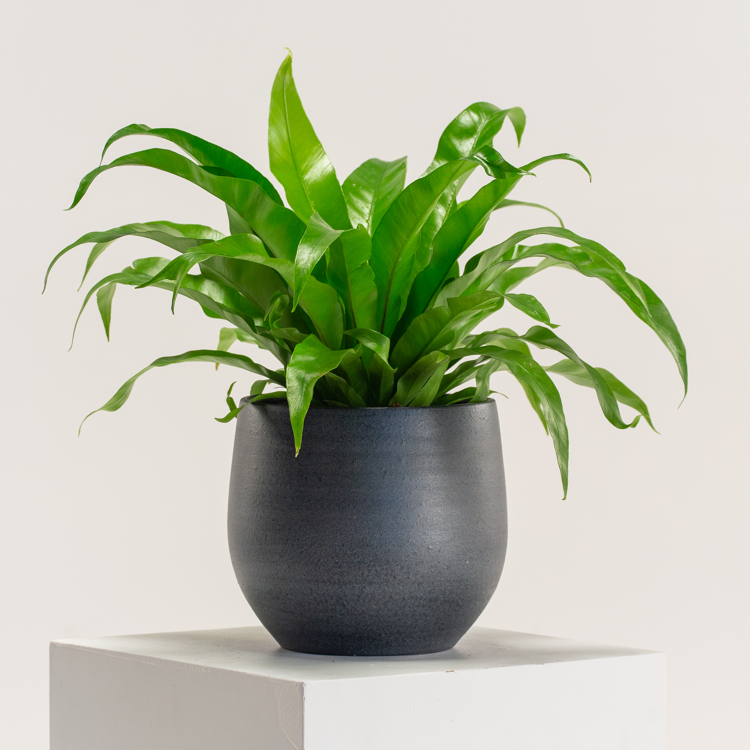 Asplenium antiquum - Image 2