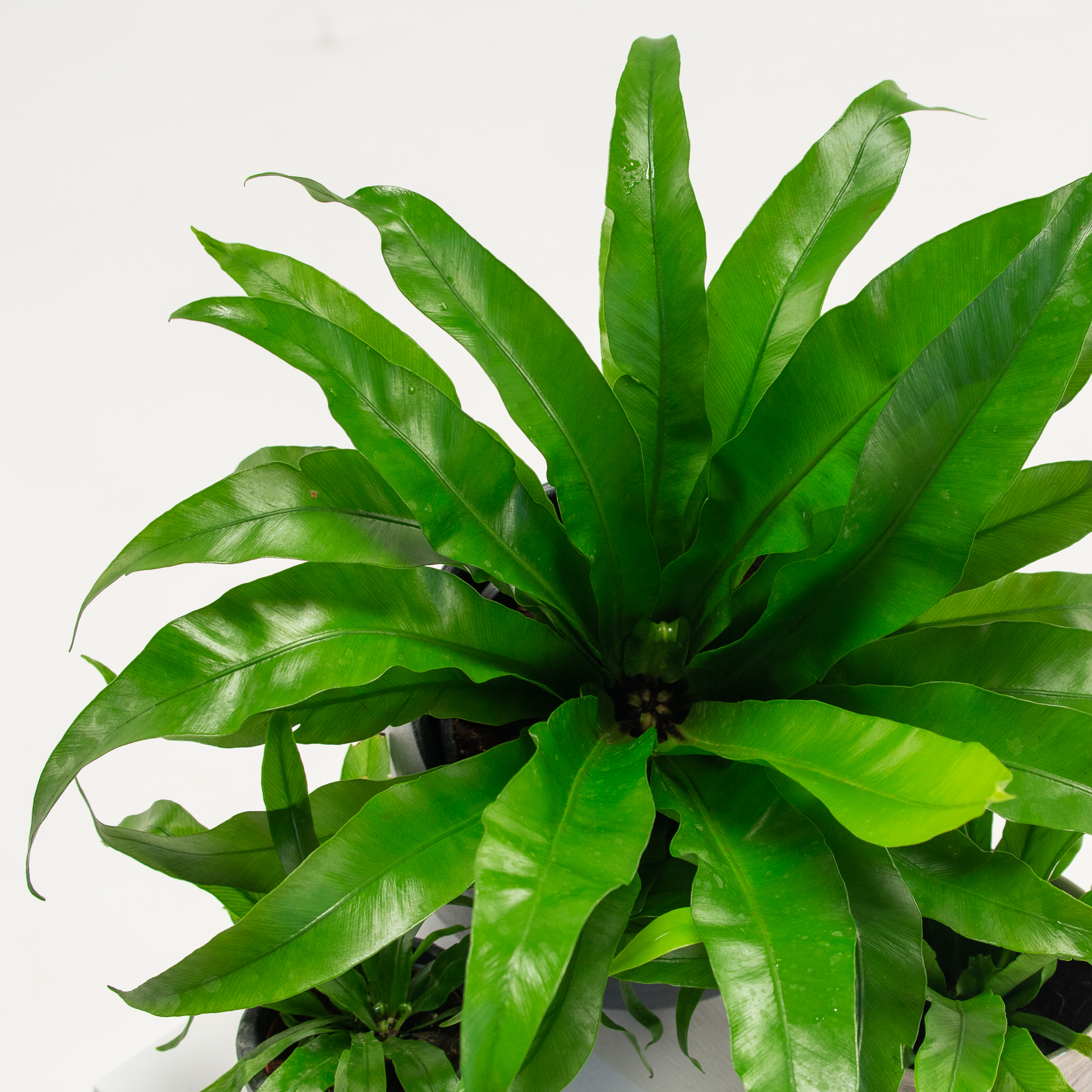 Asplenium antiquum - Image 4