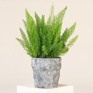 Asparagus densiflorus 'Myersii'