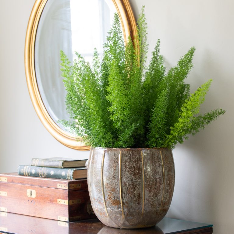 Asparagus densiflorus ‘Myersii’