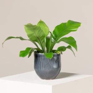 Asplenium nidus