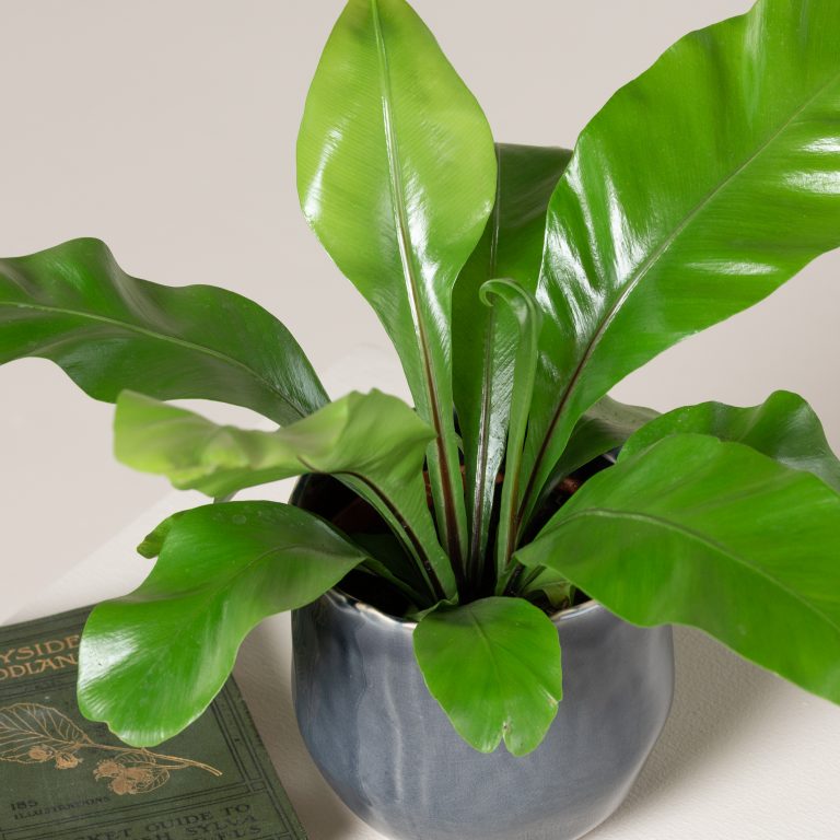 Asplenium nidus