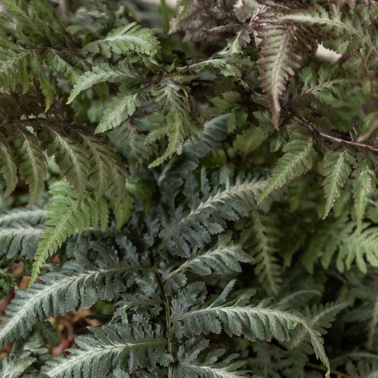 Athyrium niponicum ‘Metallicum’
