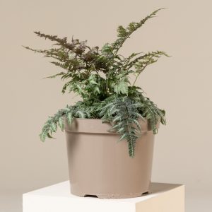 Athyrium niponicum 'Metallicum'