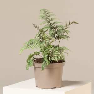 Athyrium niponicum 'Red Beauty'