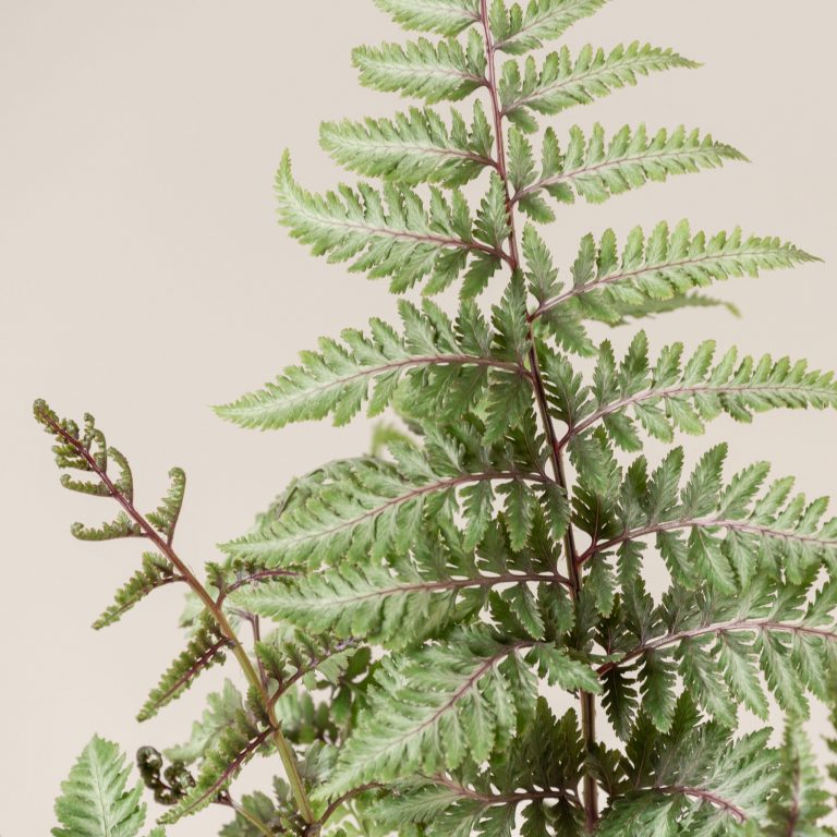 Athyrium niponicum ‘Red Beauty’
