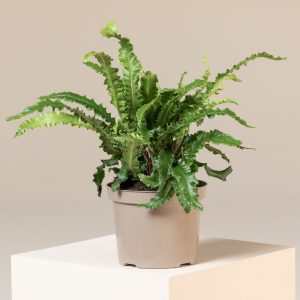 Asplenium scolopendrium 'Angustifolium'
