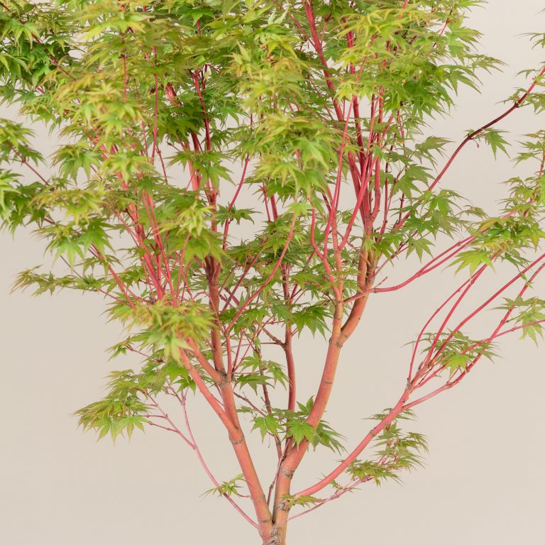 Acer palmatum ‘Sango Kaku’