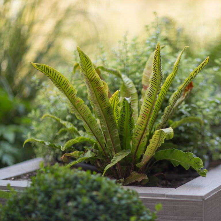 Asplenium scolopendrium