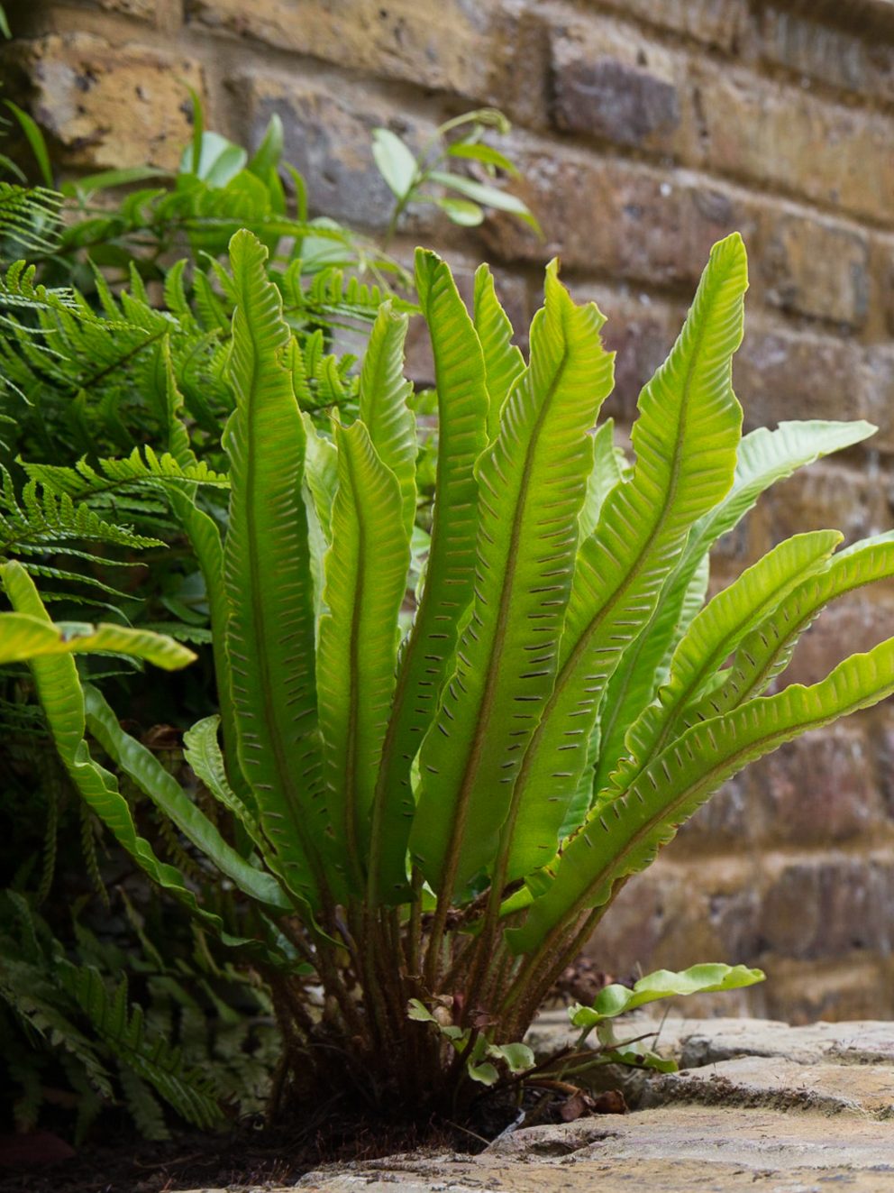 Enchanting little fern which will grow beautifully.