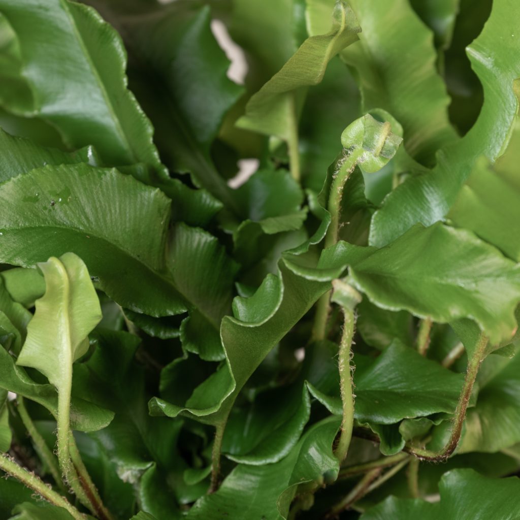 Asplenium Scolopendrium The Palm Centre asplenium-scolopendrium-the-palm-centre