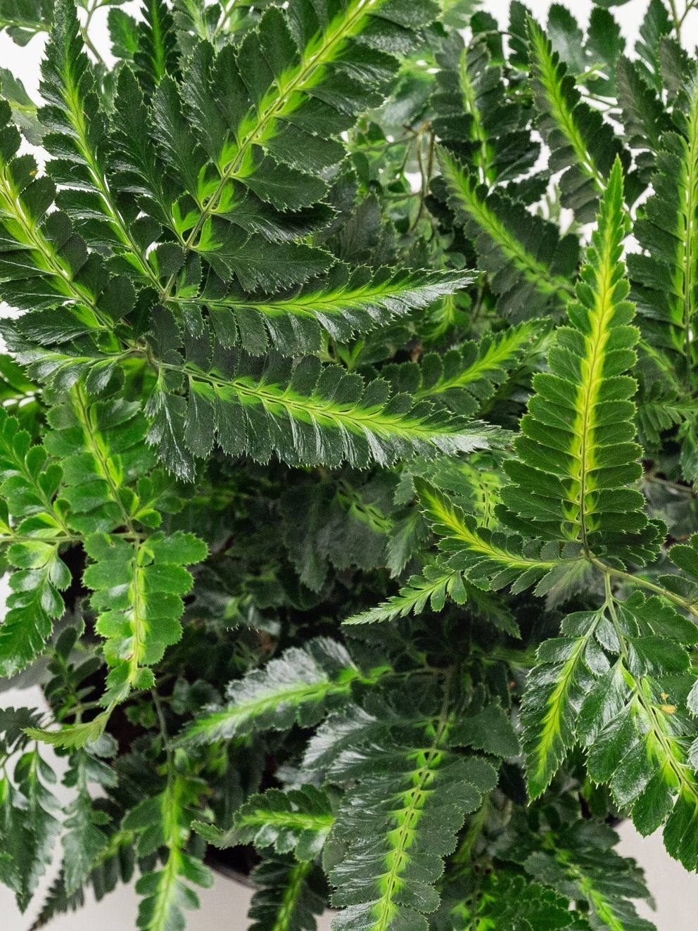 Gorgeous glossy leaves with striking yellow stripe in the middle, really stands out. Arrived in mint condition, delivered super-fast!