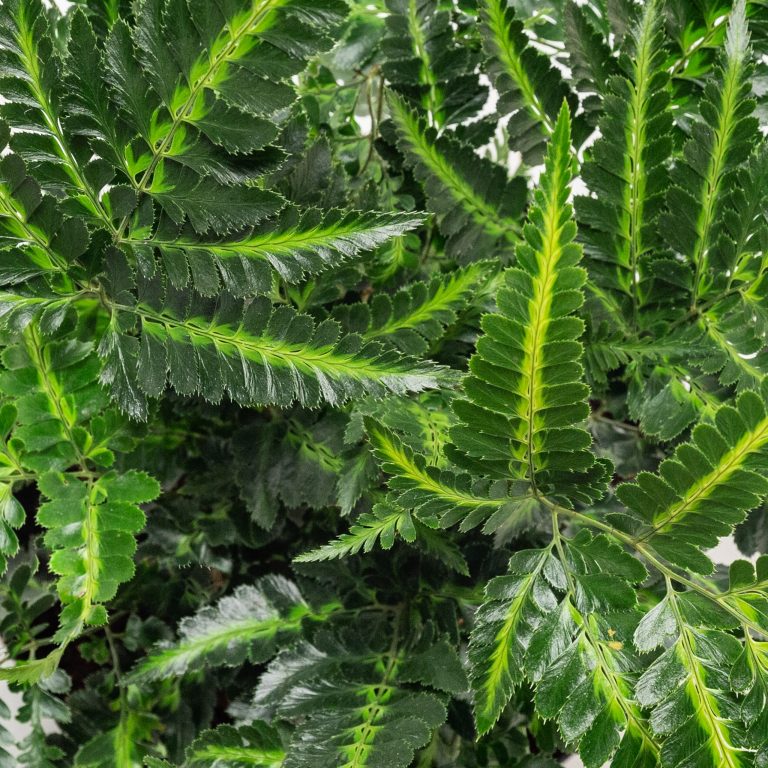 Arachniodes simplicior ‘Variegata’