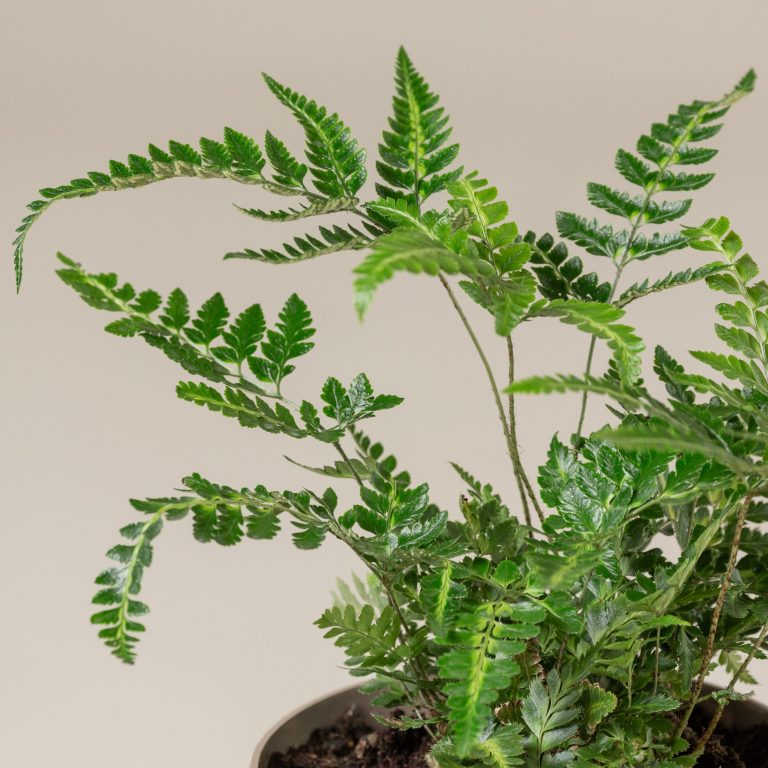 Arachnoides simplicior Variegata