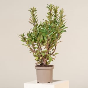 Arbutus unedo