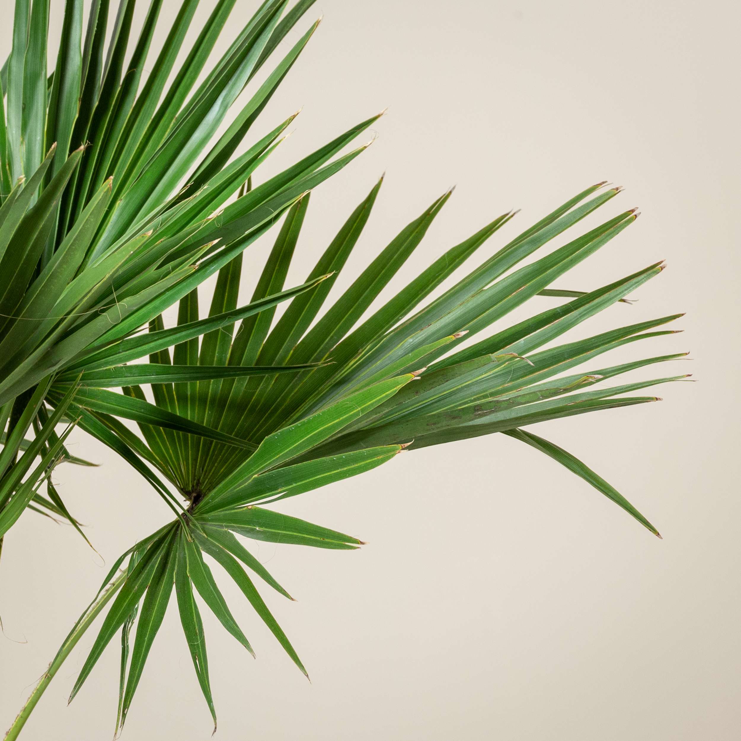 Brahea edulis - Image 2