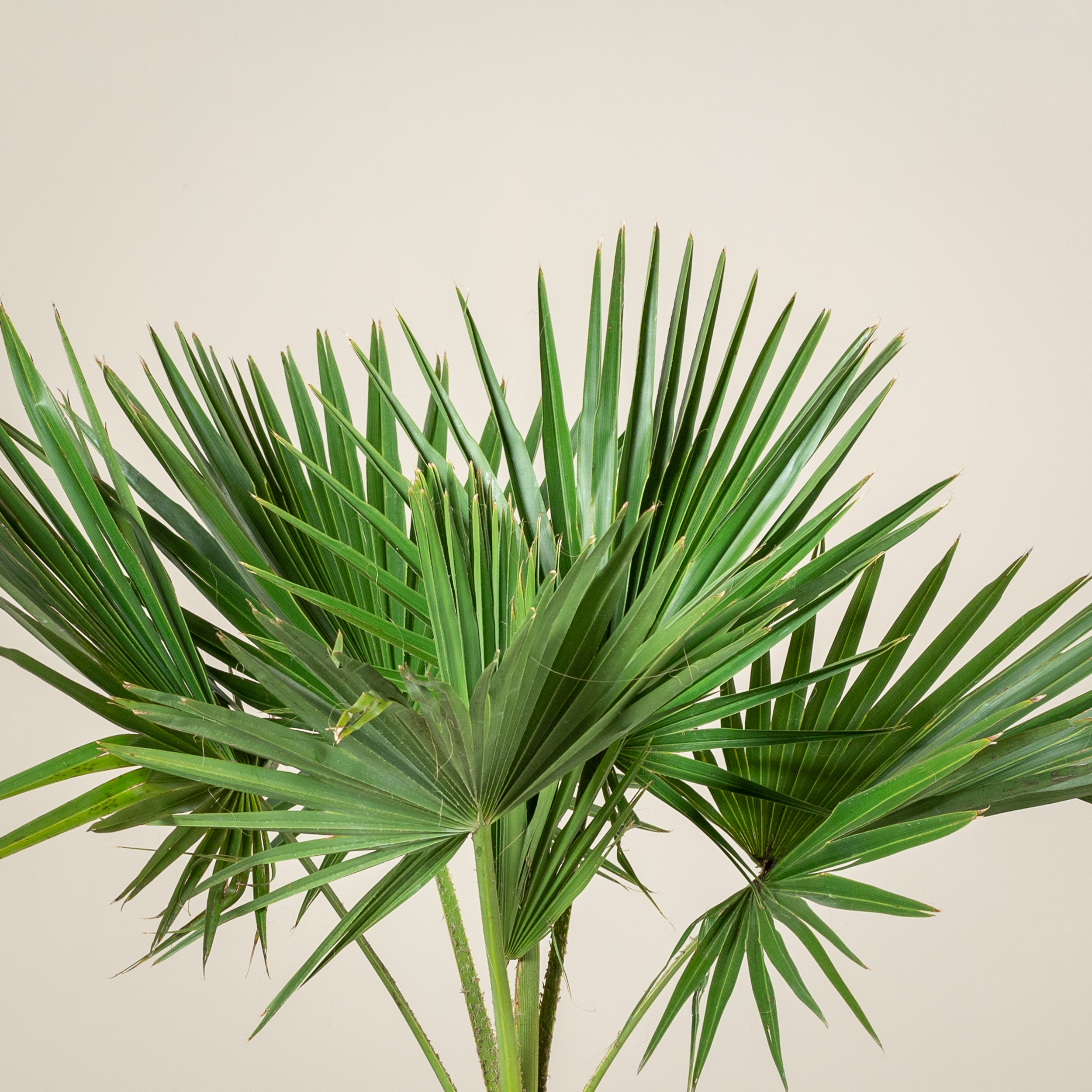 Brahea edulis - Image 4