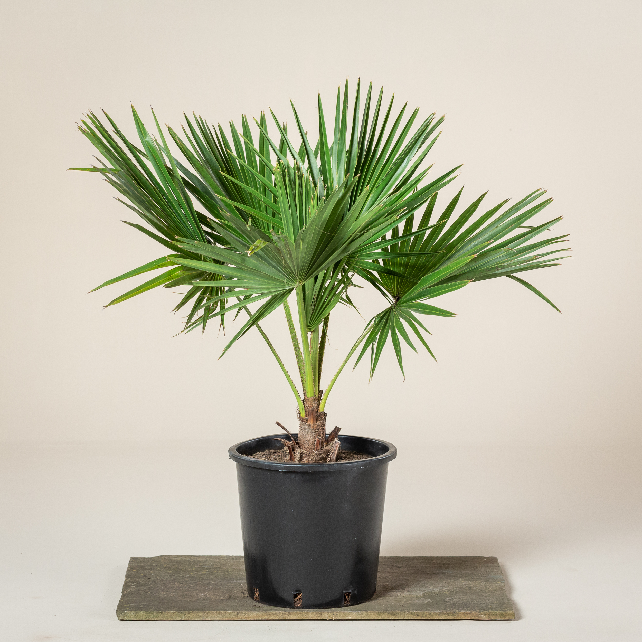 Brahea edulis