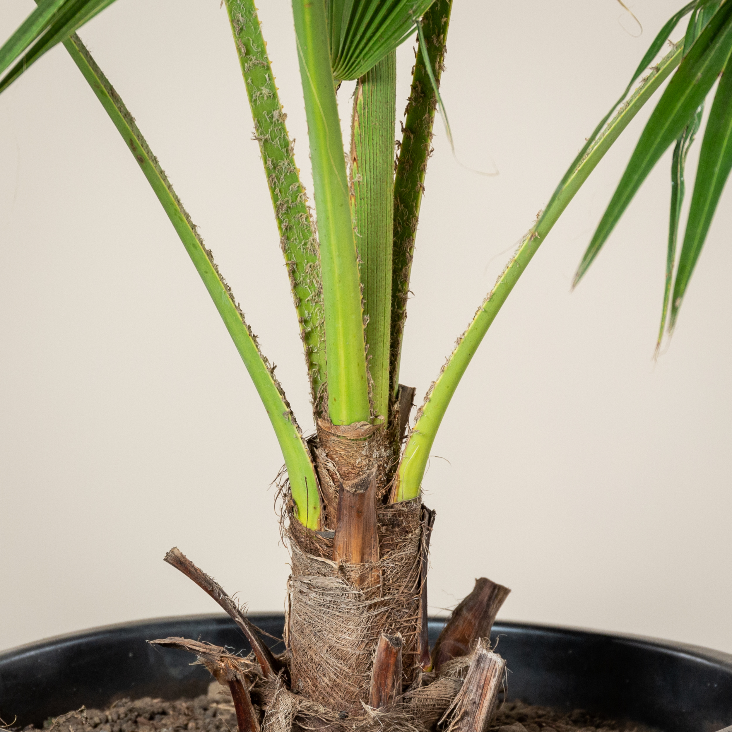 Brahea edulis - Image 3
