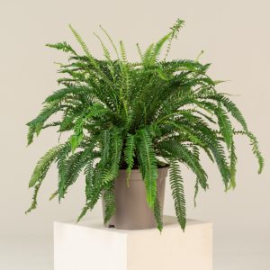 Blechnum spicant
