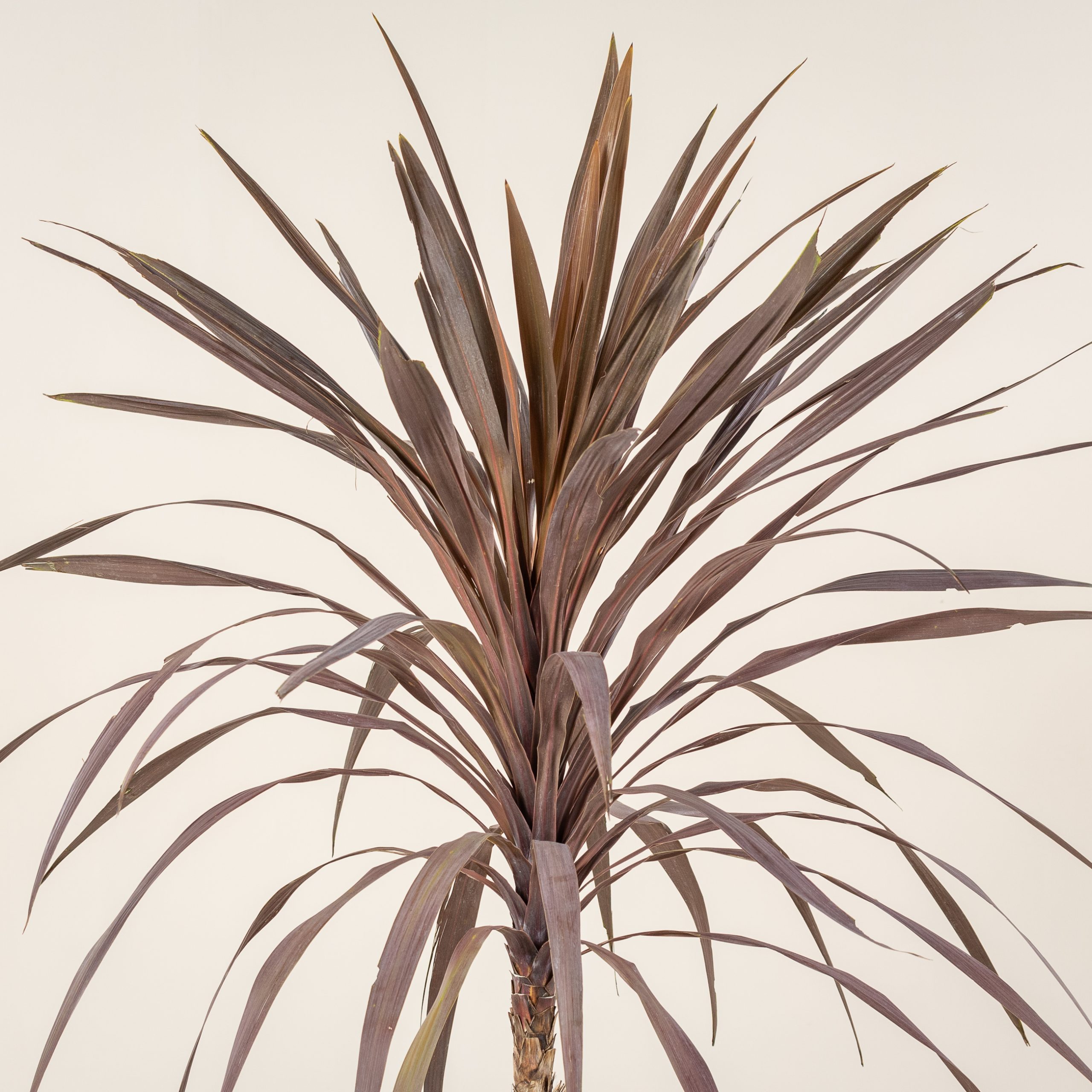 Cordyline australis 'Atropurpurea' - Single trunk - Image 4