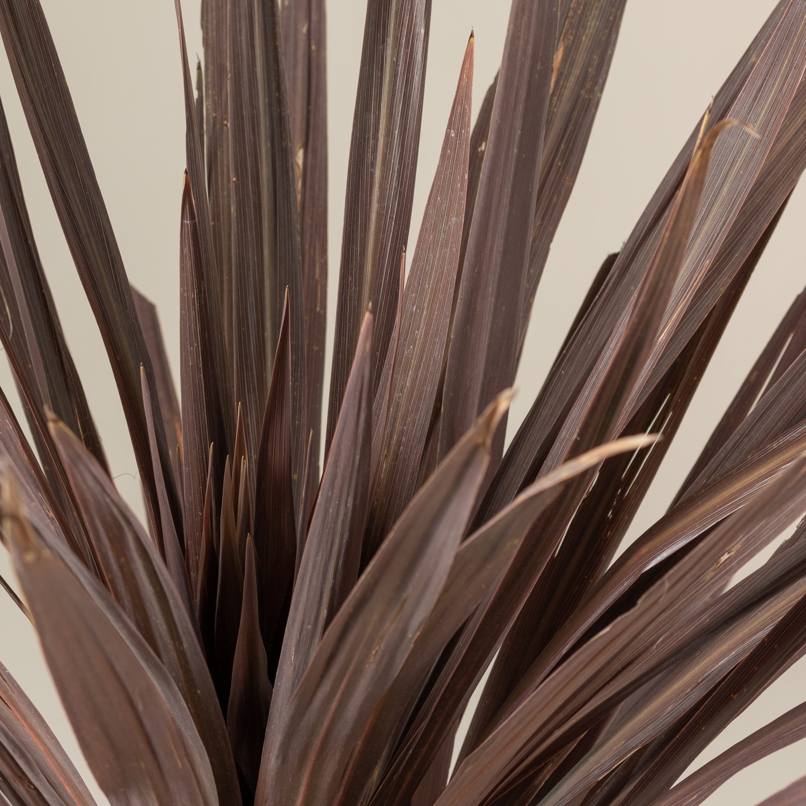 Cordyline australis 'Atropurpurea' - Single trunk - Image 5