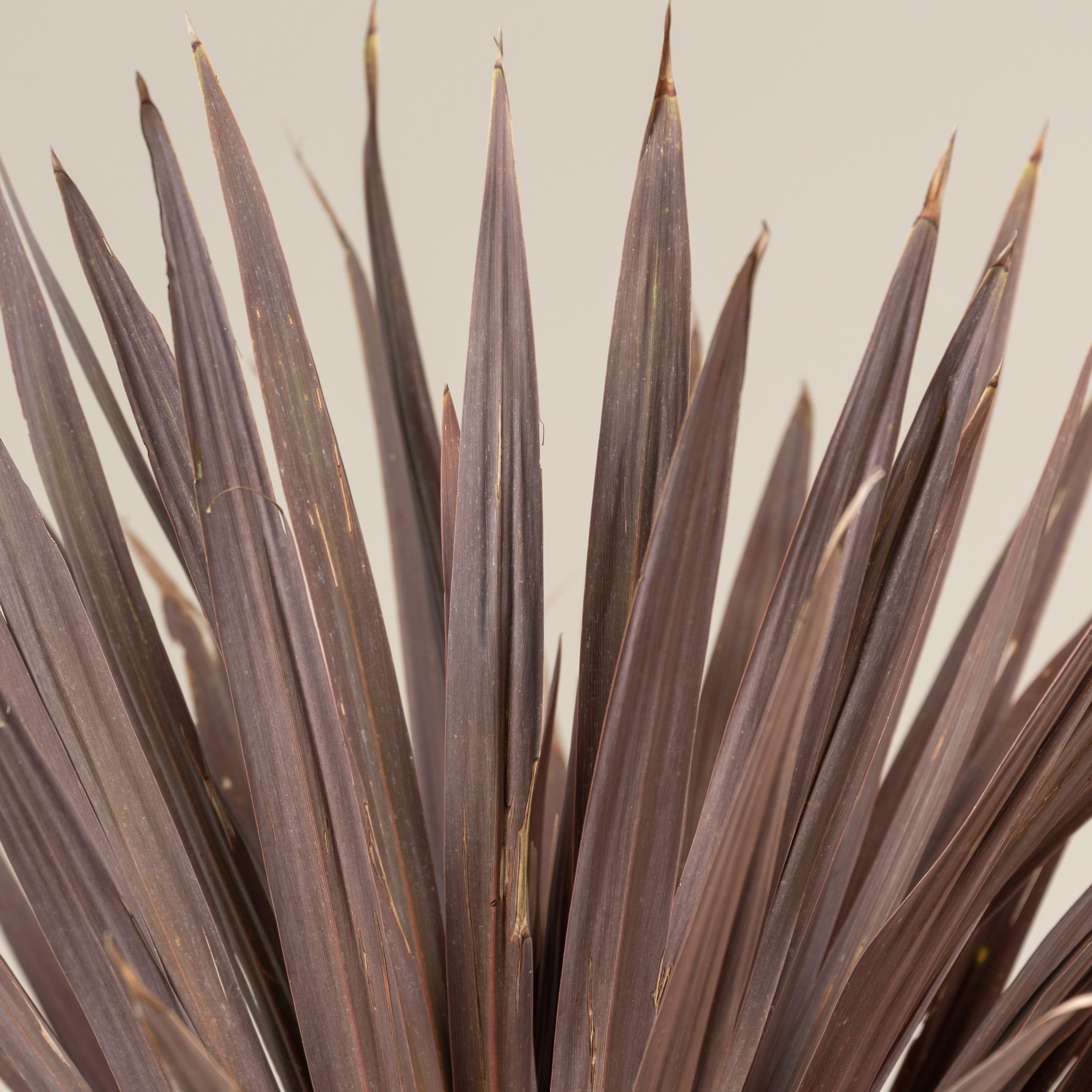 Cordyline australis 'Atropurpurea' - Single trunk - Image 3