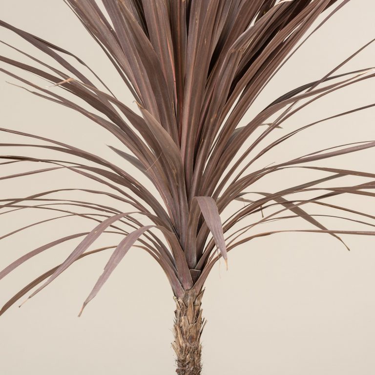 Cordyline australis ‘Atropurpurea’ – Single trunk
