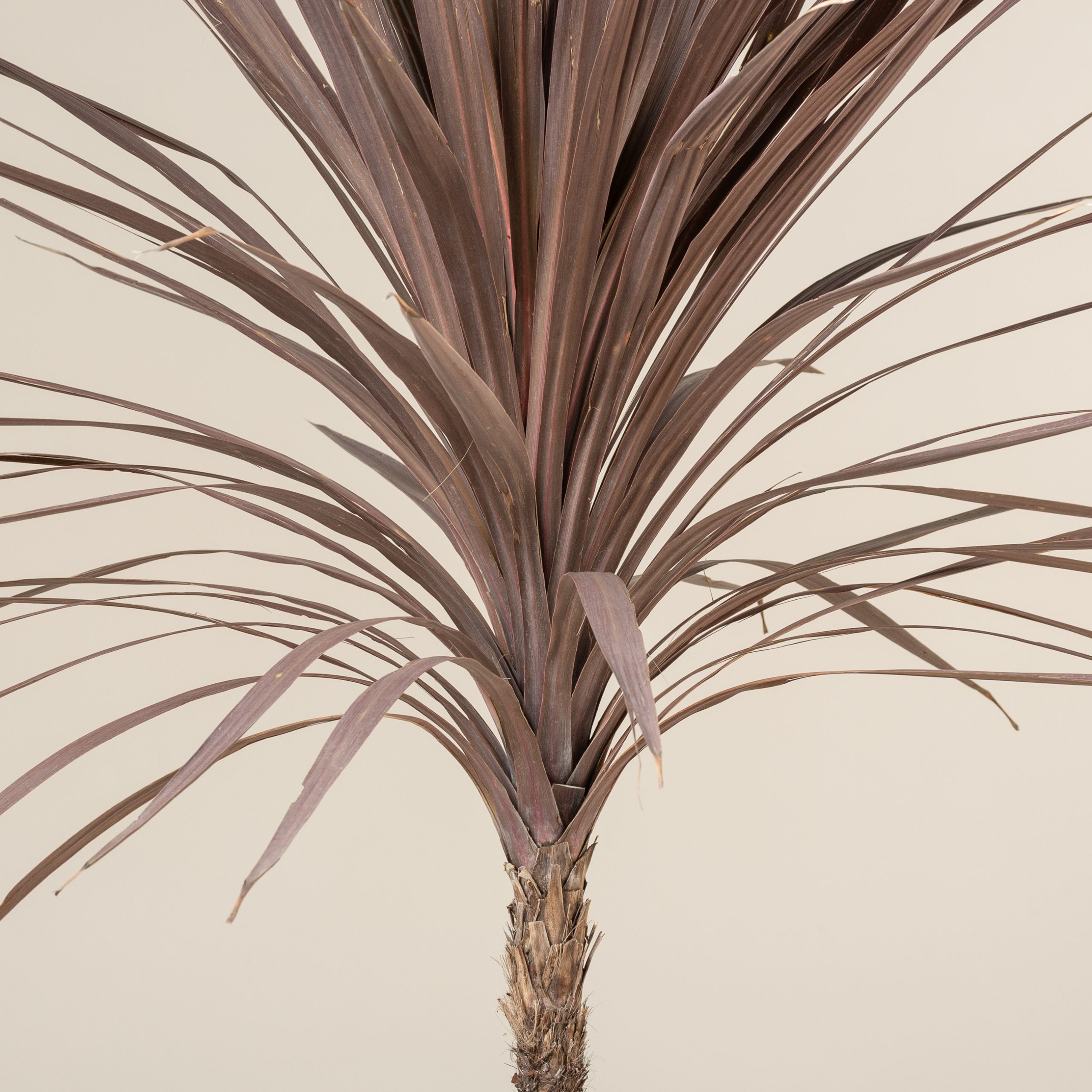 Cordyline australis 'Atropurpurea' - Single trunk | The Palm Centre