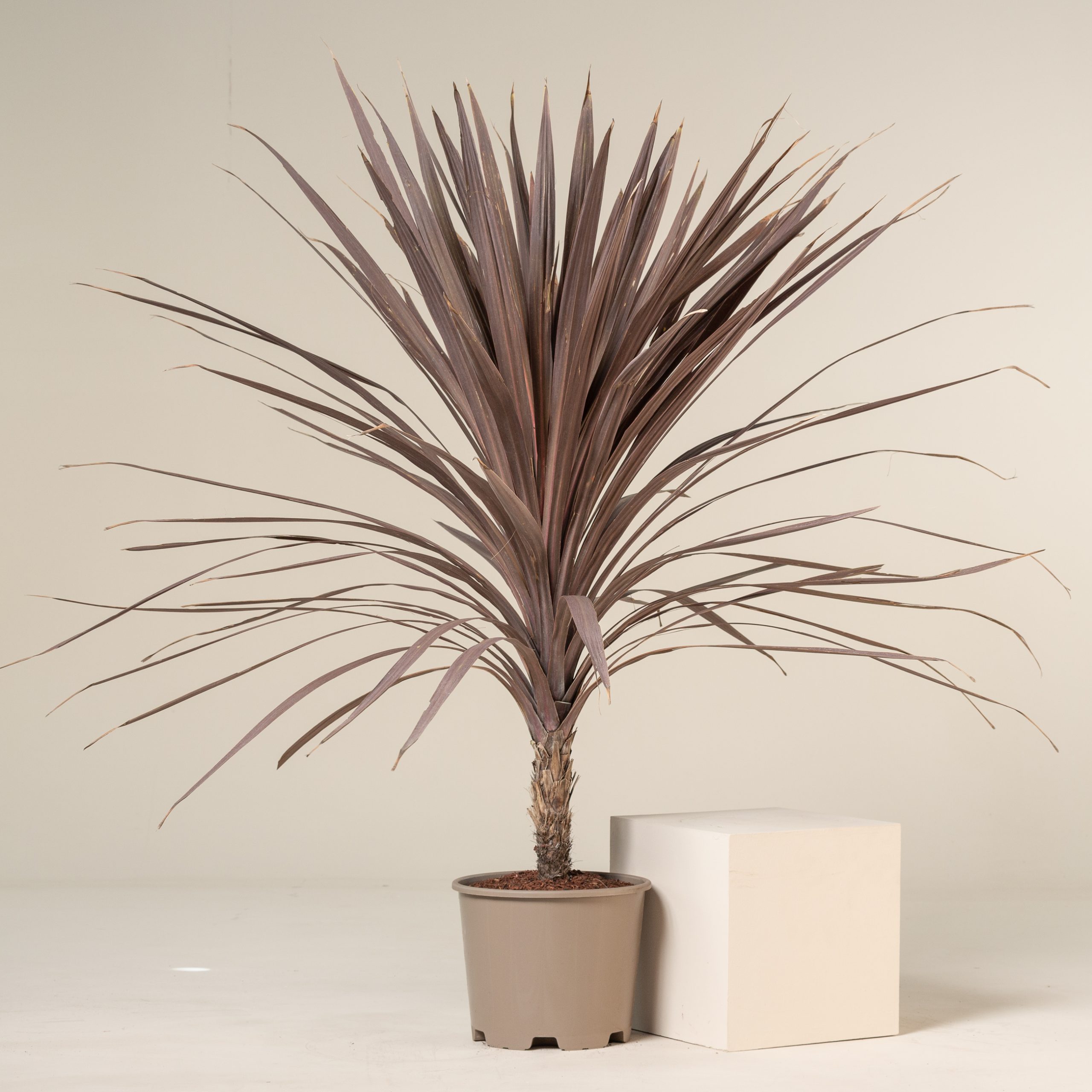 silver palm plant Silver Bismarck Palm main image 1