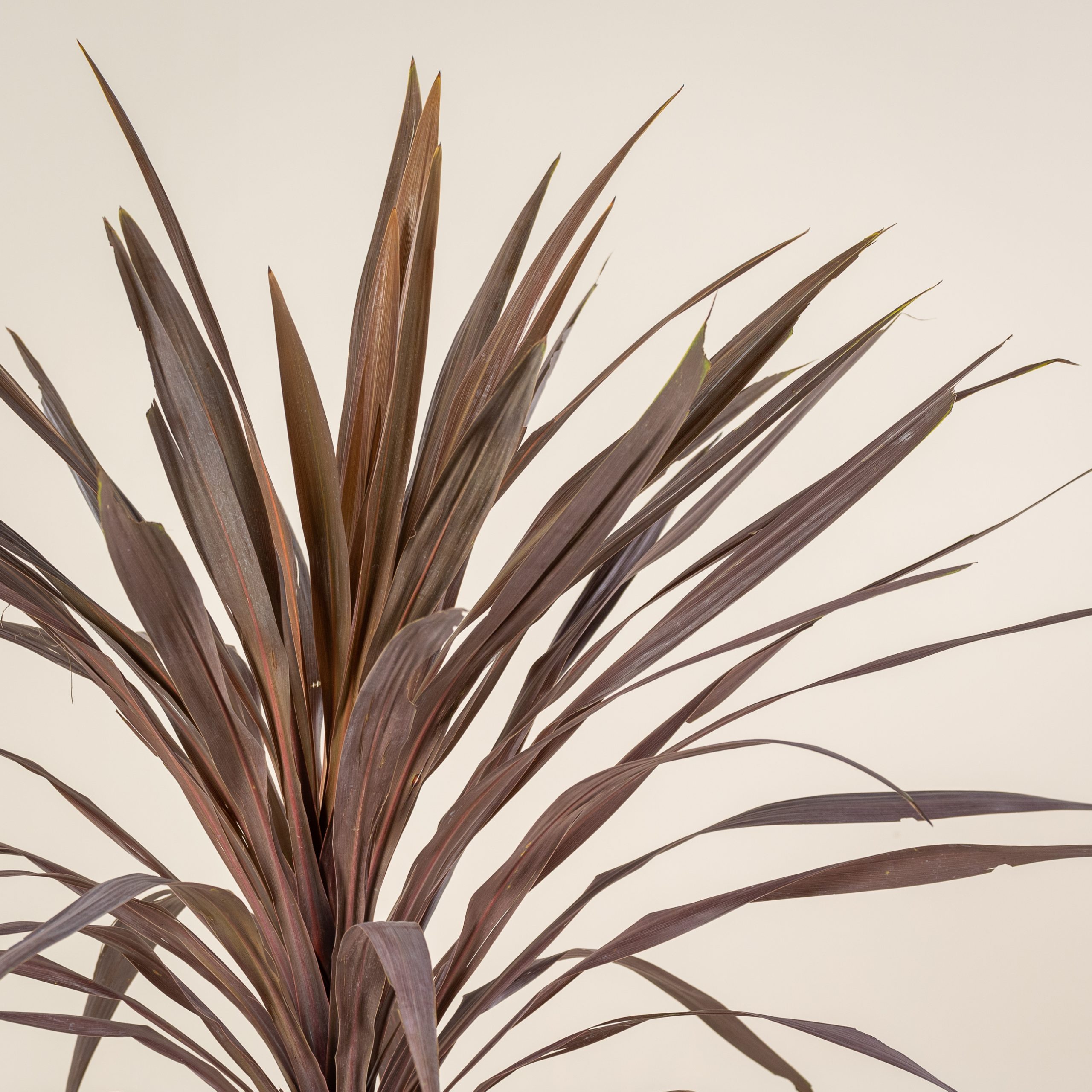 Cordyline australis 'Atropurpurea' - Single trunk - Image 6