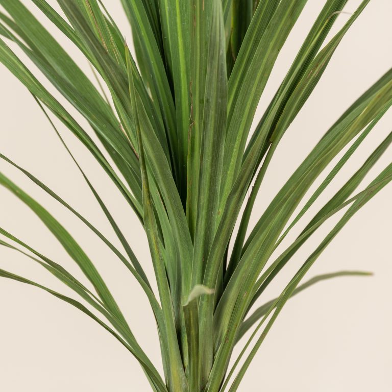 Cordyline australis