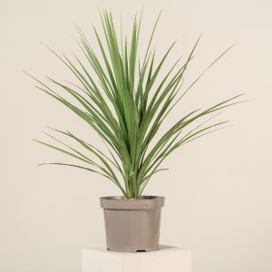 Cordyline australis
