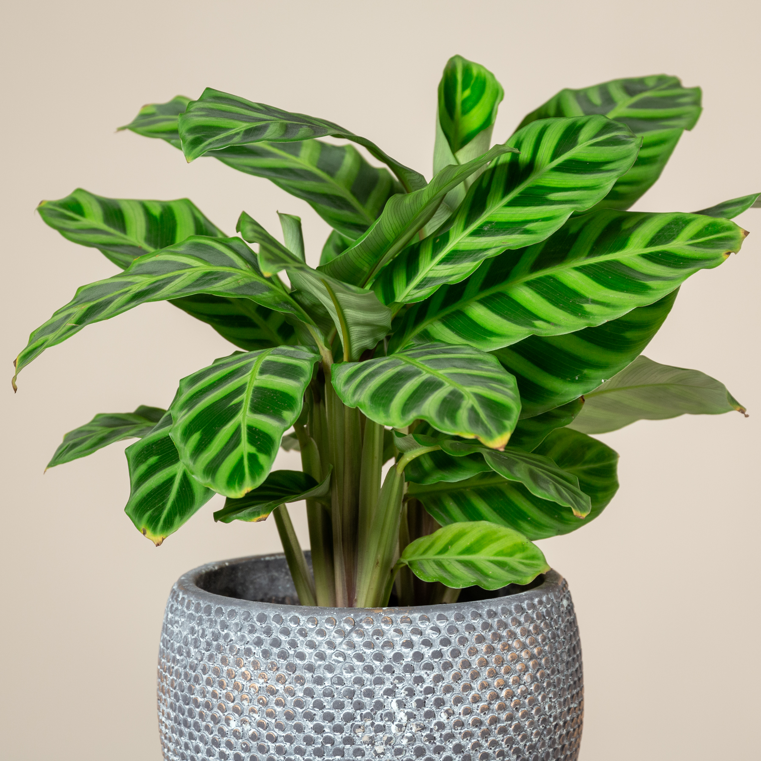 Calathea zebrina | The Palm Centre