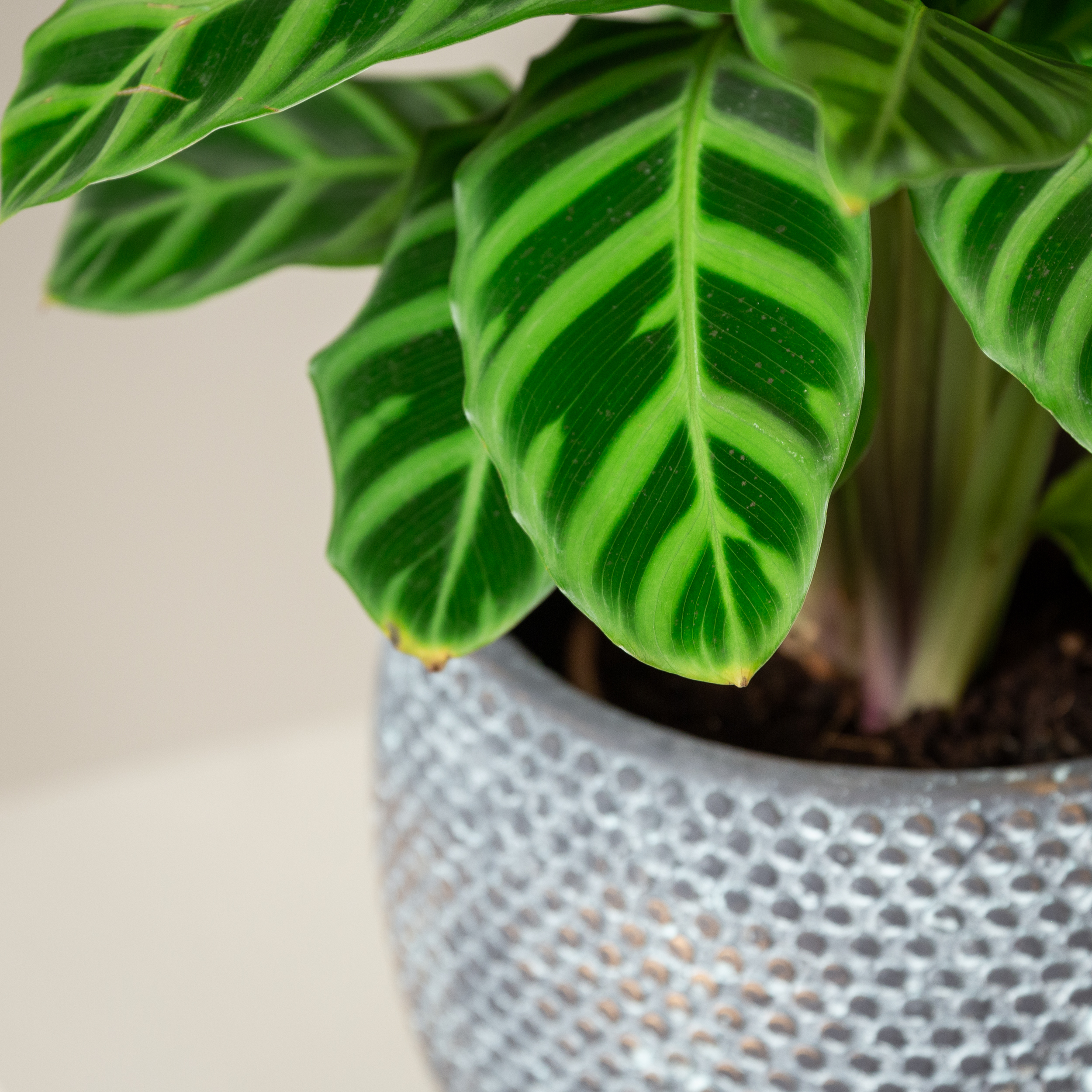 Calathea zebrina | The Palm Centre