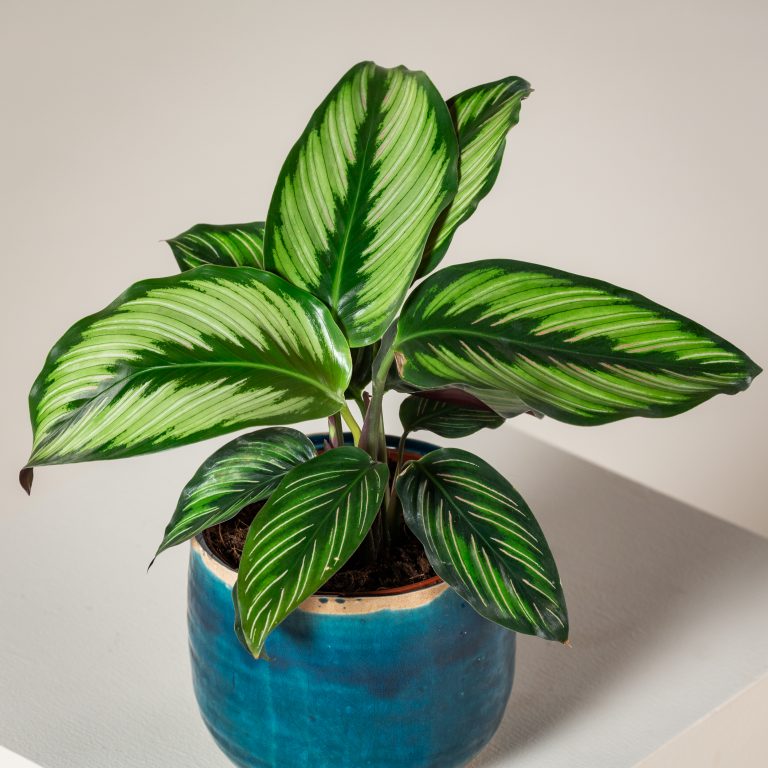 'Beauty Star' Cultivar