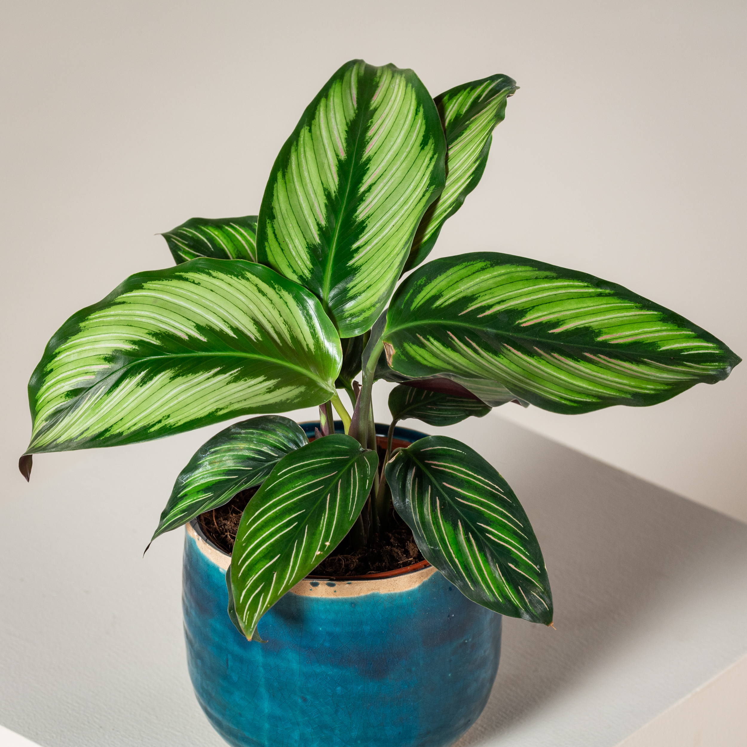 calathea lime green Lemon Lime Prayer Plant (Maranta leuconeura 'Lemon Lime') 4