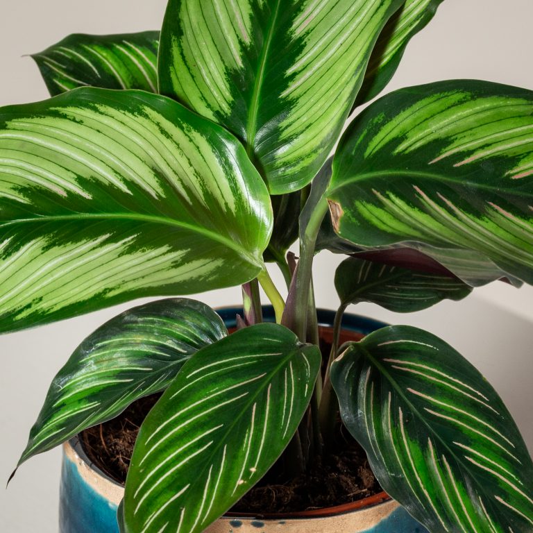 Calathea ornata ‘Beauty star’