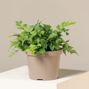 Cyrtomium fortunei 'Clivicola'