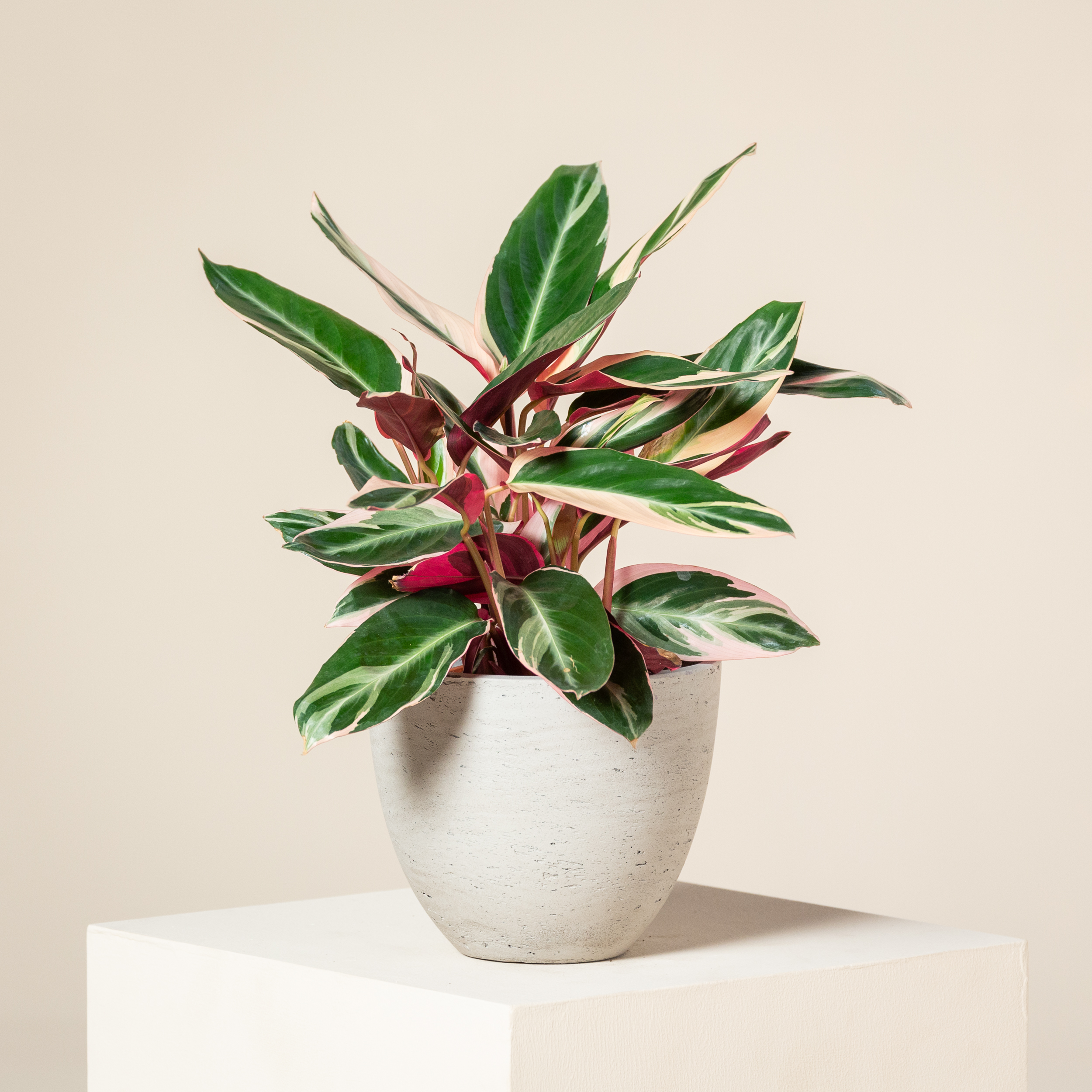 Stromanthe sanguinea 'Triostar' - Image 3