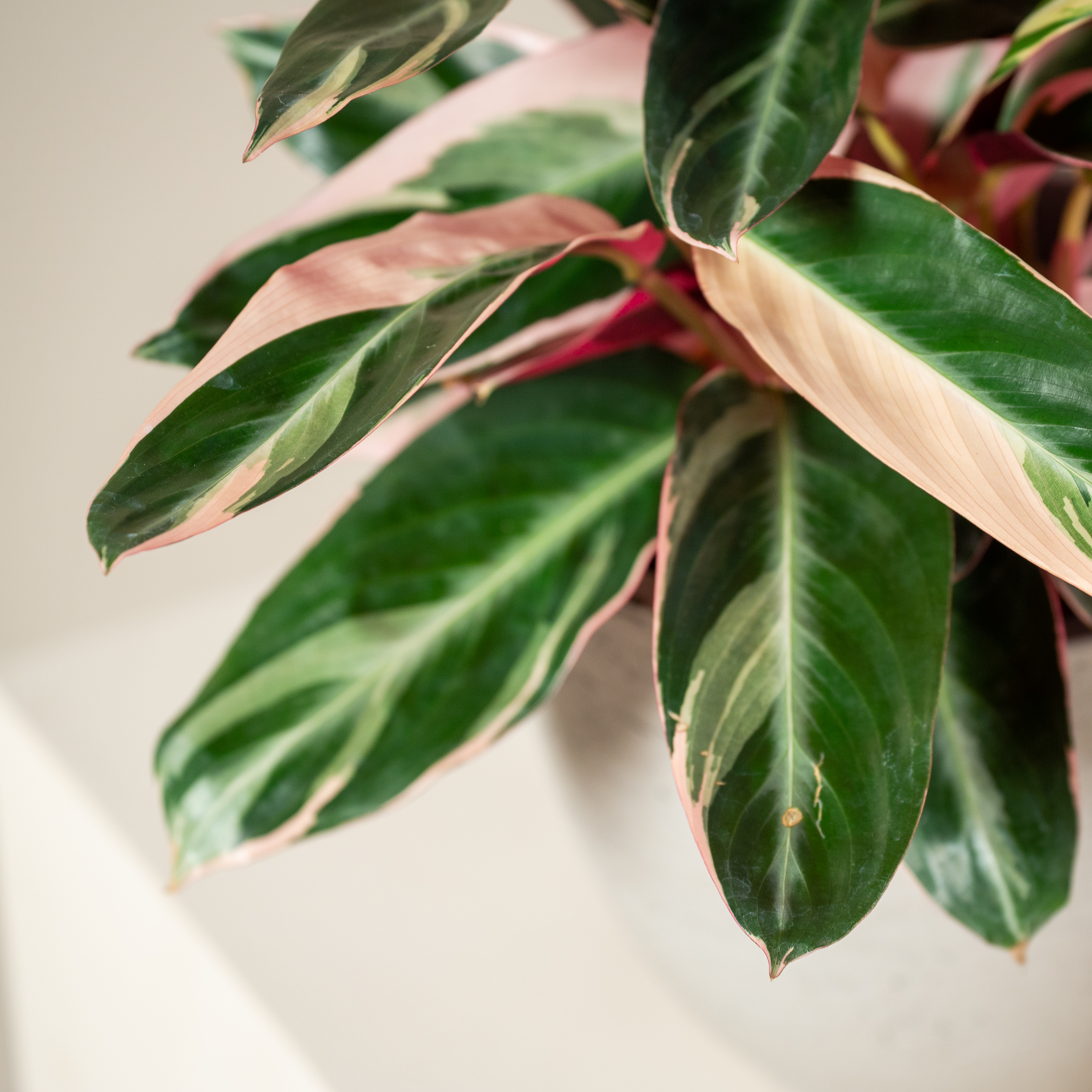 Stromanthe sanguinea 'Triostar' - Image 2