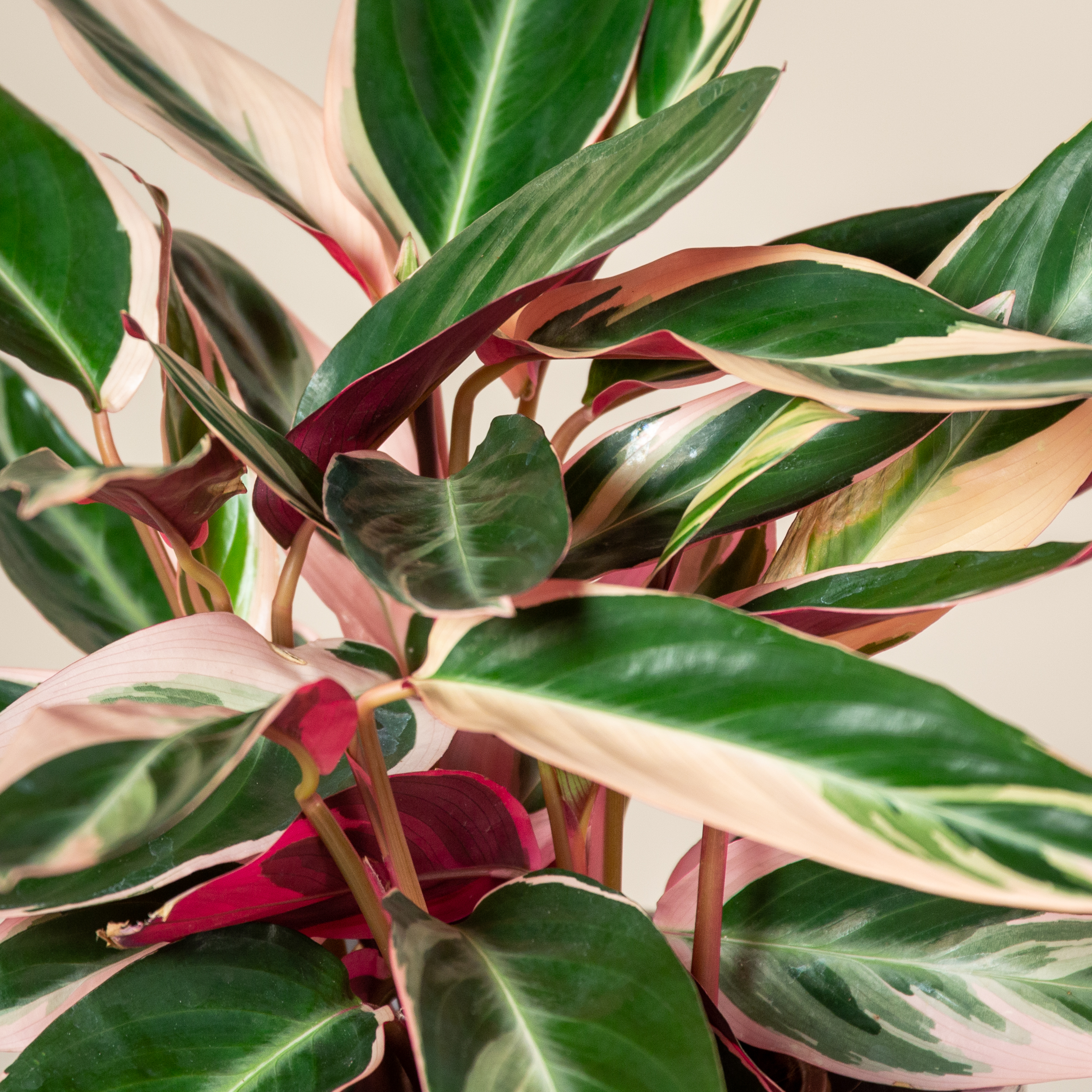 Stromanthe sanguinea 'Triostar' - Image 4
