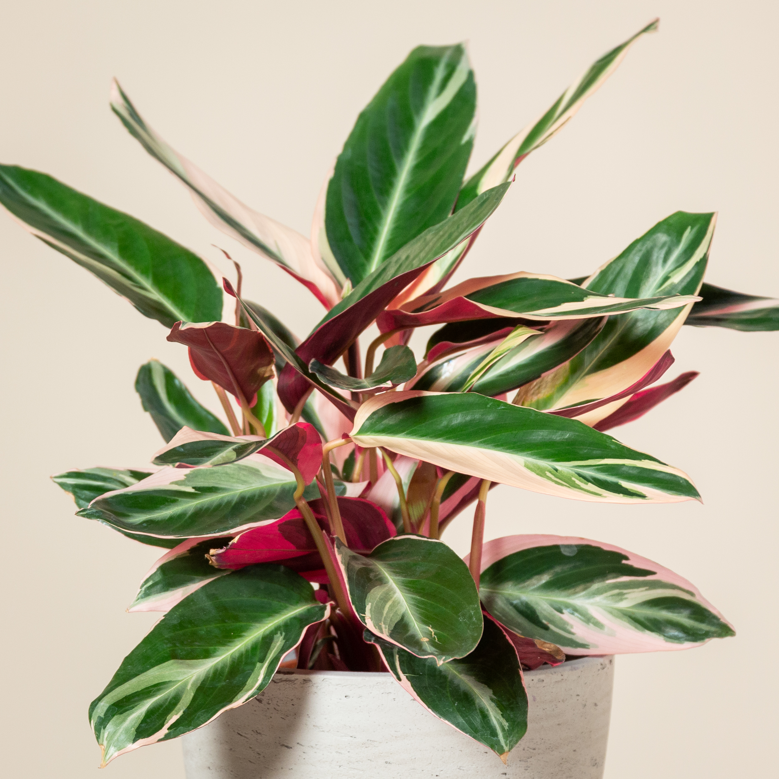 Stromanthe sanguinea 'Triostar'