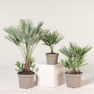Chamaerops humilis 'Etna Star'