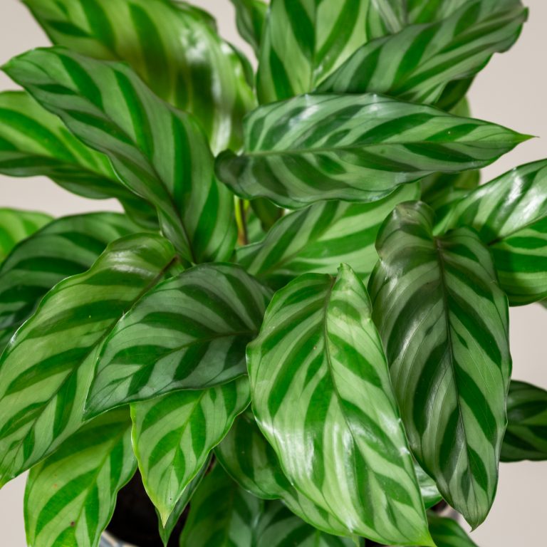 Calathea concinna ‘Freddie’